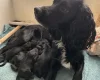 Cocker Spaniel (Working)