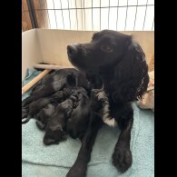 Cocker Spaniel (Working)