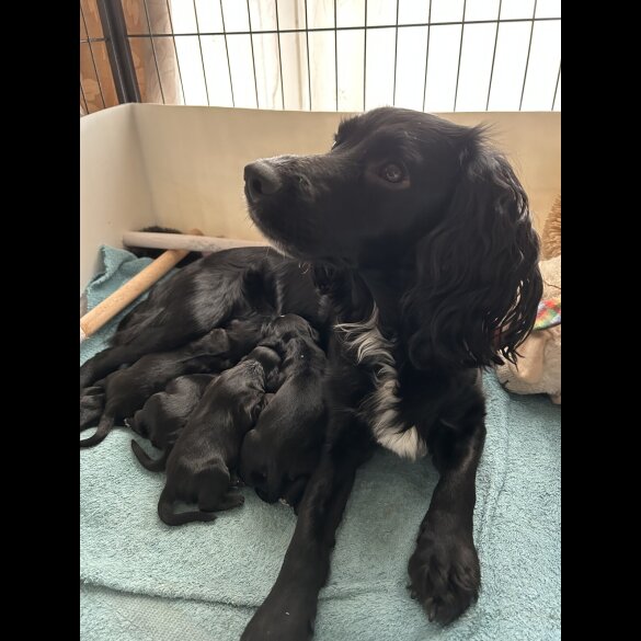 Cocker Spaniel (Working)