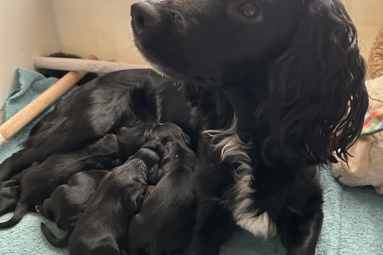 Cocker Spaniel (Working)