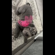 Shar Pei