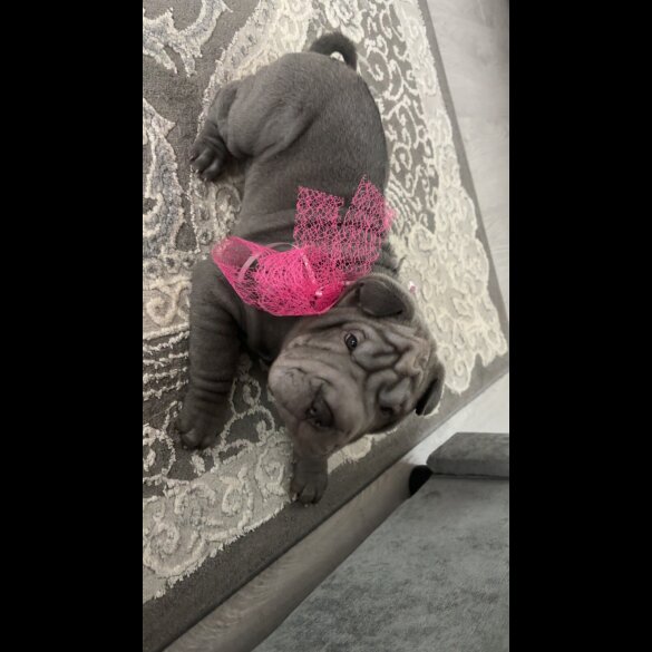 Shar Pei