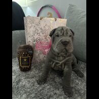 Shar Pei