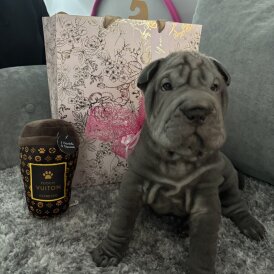 Shar Pei