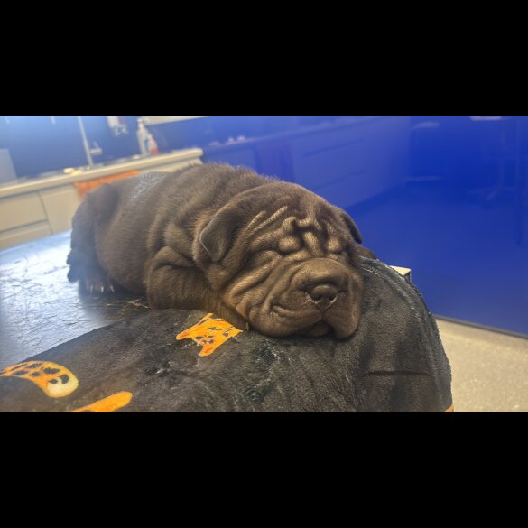Shar Pei