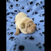 Shar Pei