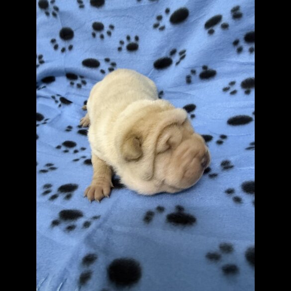 Shar Pei
