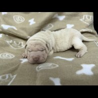 Shar Pei