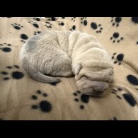 Shar Pei