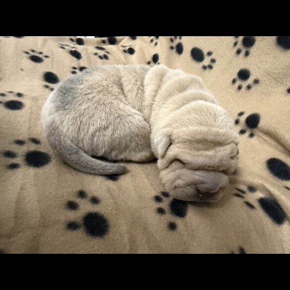 Shar Pei