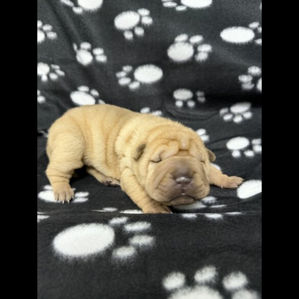 Shar Pei