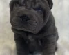 Shar Pei