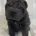 Shar Pei