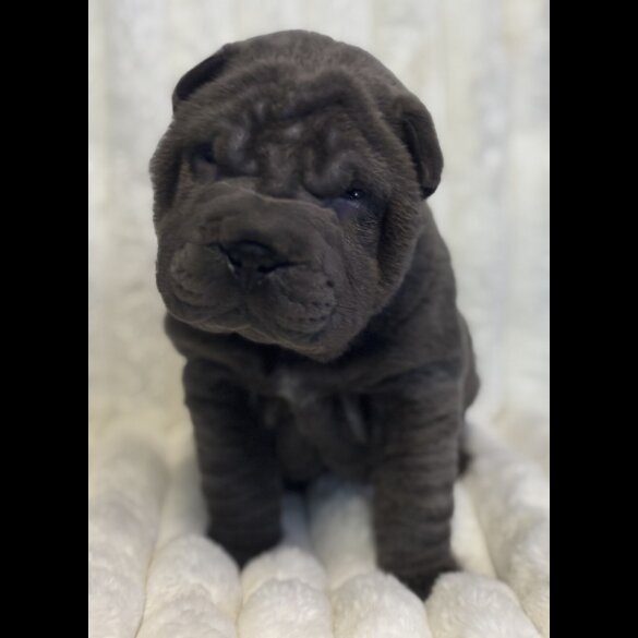 Shar Pei