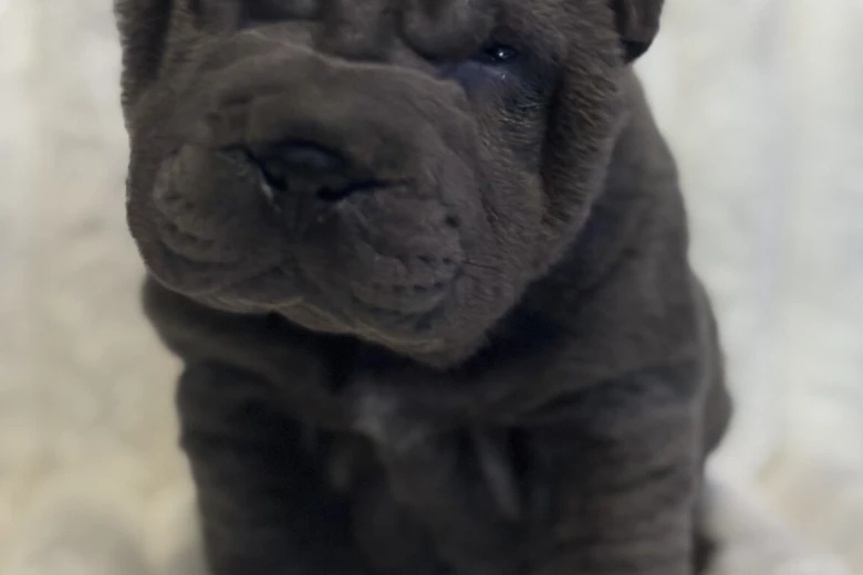 Shar Pei