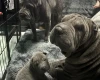 Shar Pei