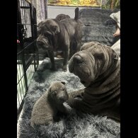 Shar Pei