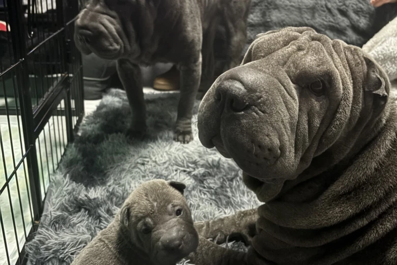 Shar Pei