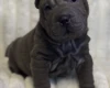 Shar Pei