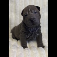 Shar Pei