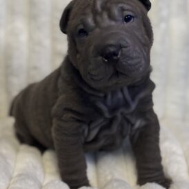 Shar Pei