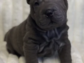 Shar Pei