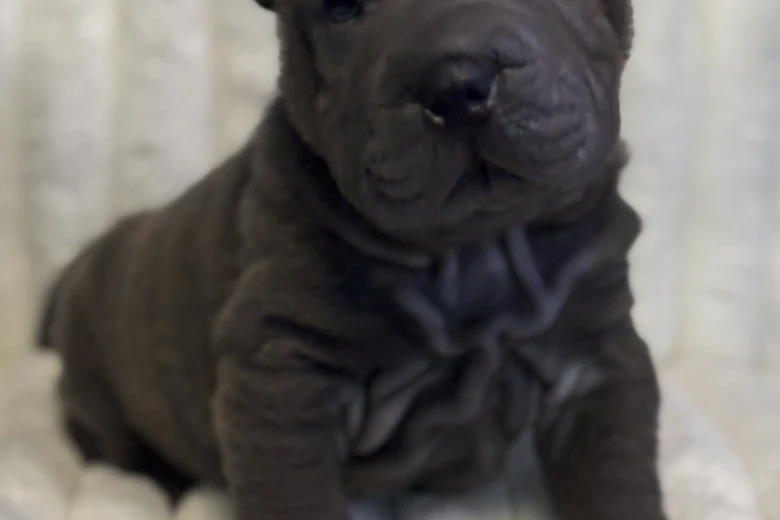 Shar Pei