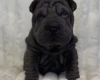 Shar Pei