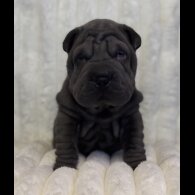 Shar Pei