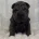 Shar Pei