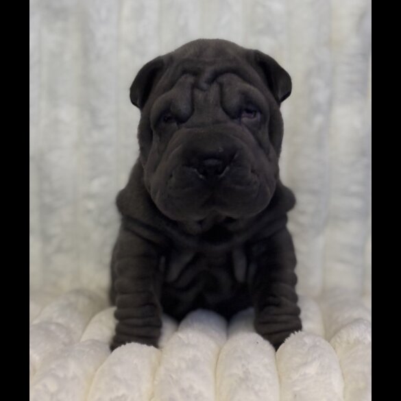 Shar Pei