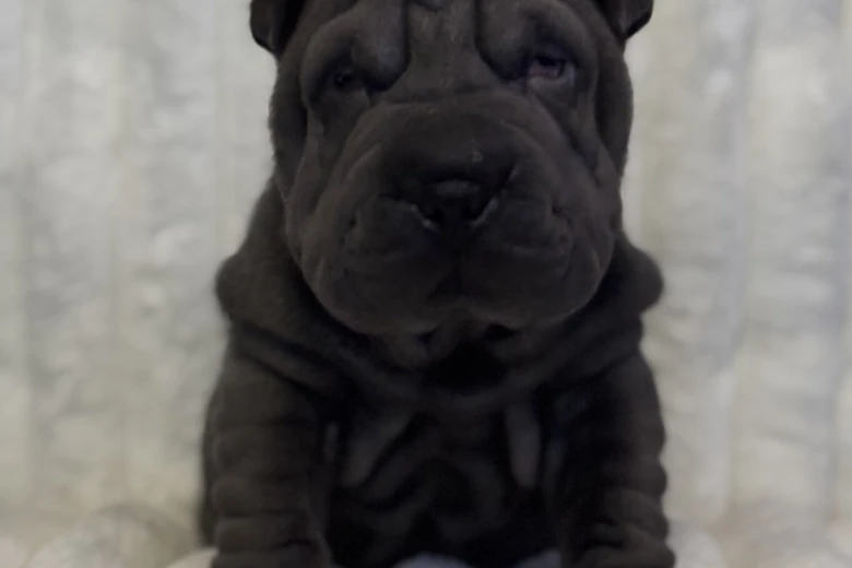 Shar Pei
