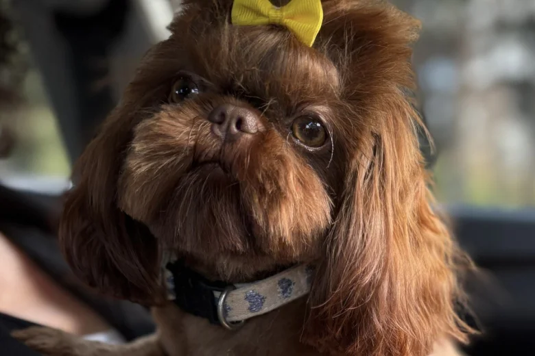 Shih Tzu