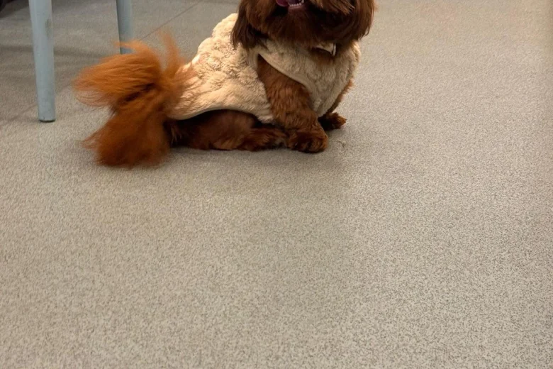 Shih Tzu