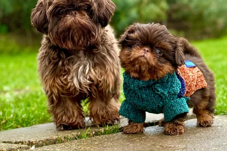 Shih Tzu