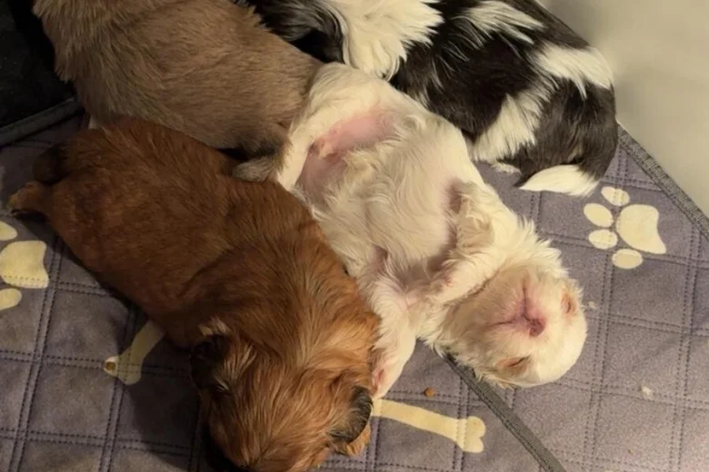 Shih Tzu