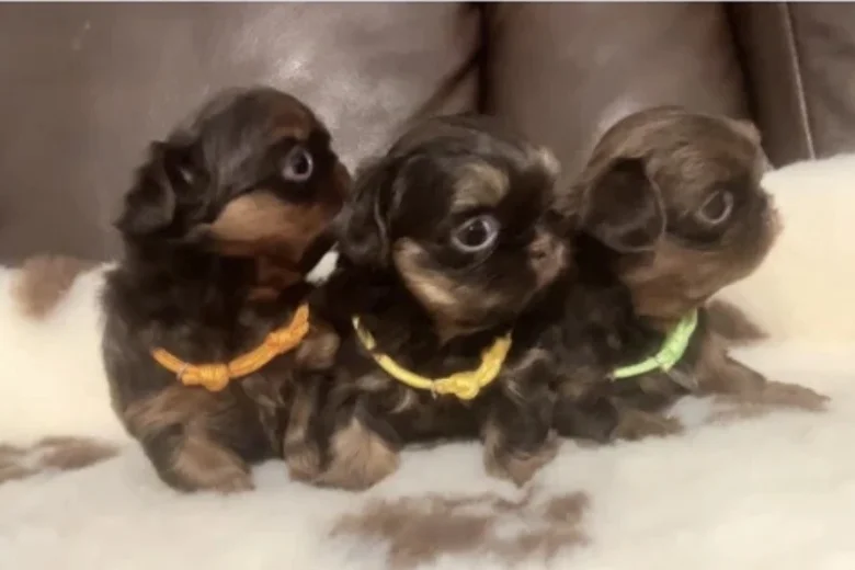 Shih Tzu