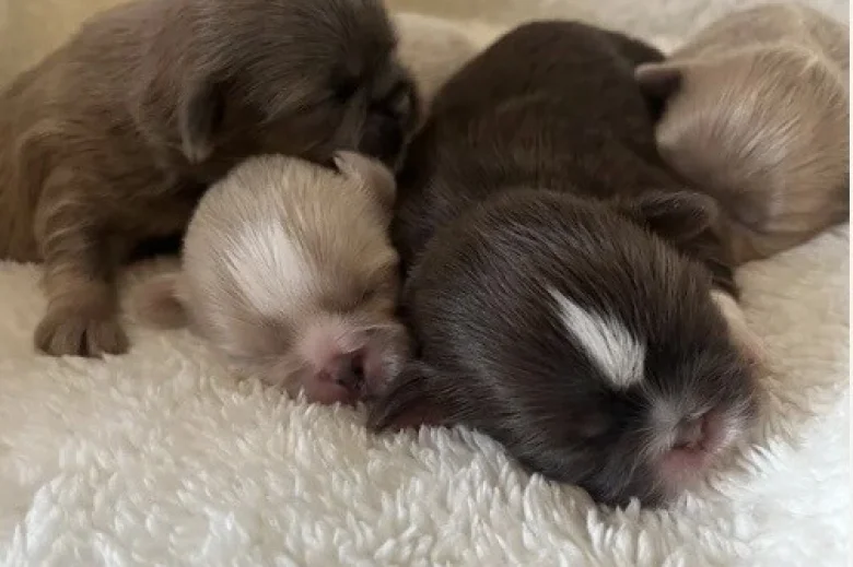 Shih Tzu