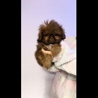 Shih Tzu