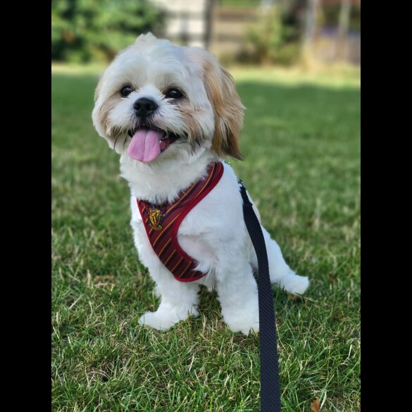 Shih Tzu