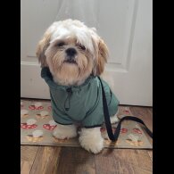 Shih Tzu