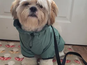 Shih Tzu