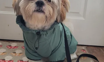 Shih Tzu