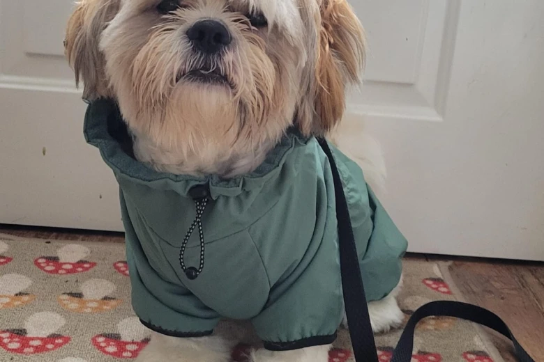 Shih Tzu