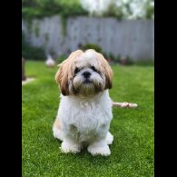 Shih Tzu