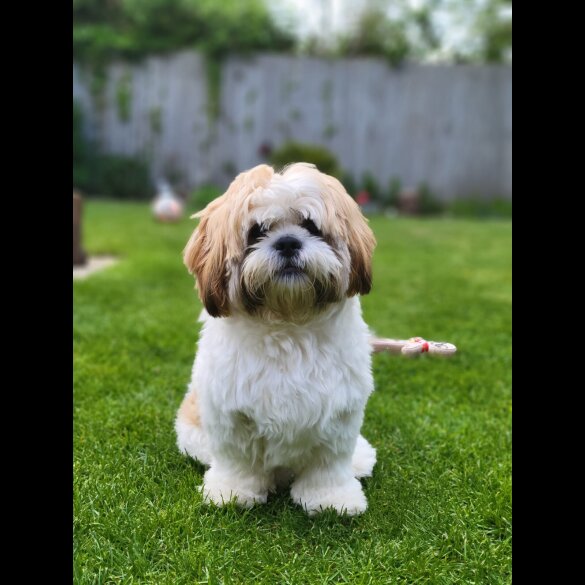Shih Tzu