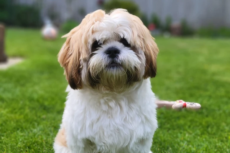 Shih Tzu