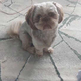 Shih Tzu