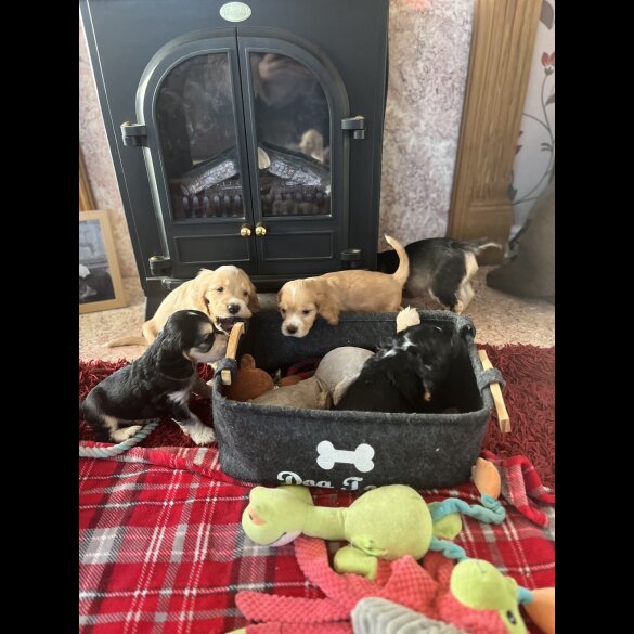 Cocker Spaniel (Show)