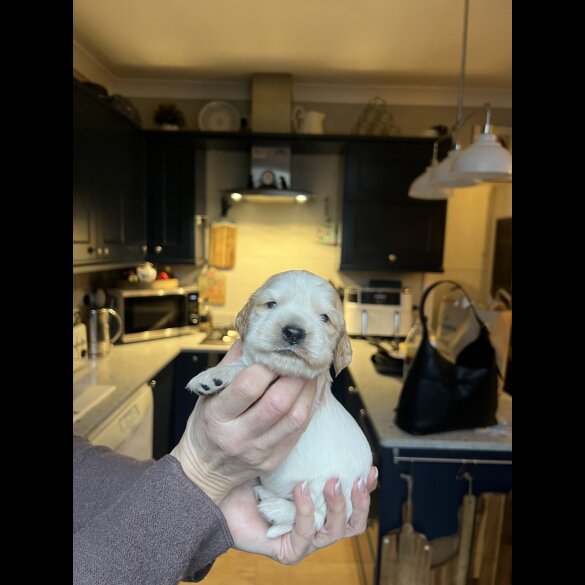 Cocker Spaniel (Show)